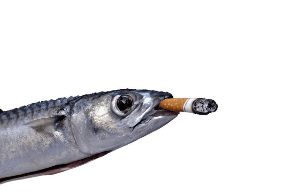 This is a fish with a plastic cigarette butt in it's mouth. Implying that it would be better for the world to have plastic free cigarettes.